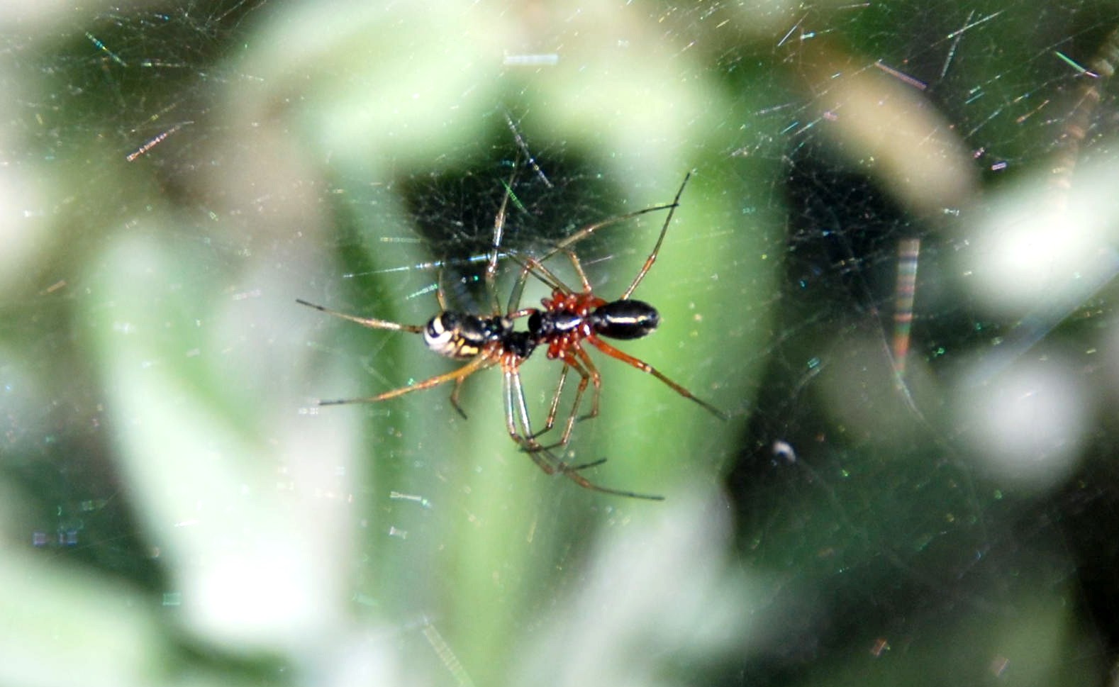 Linyphiidae